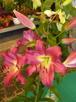 Foto: Dr. Peter Müller